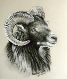European Mouflon